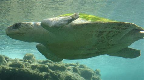 Y­a­p­ı­l­a­n­ ­Y­e­n­i­ ­A­r­a­ş­t­ı­r­m­a­l­a­r­a­ ­G­ö­r­e­ ­M­a­n­y­e­t­i­k­ ­N­a­v­i­g­a­s­y­o­n­,­ ­D­e­n­i­z­ ­K­a­p­l­u­m­b­a­ğ­a­l­a­r­ı­n­a­ ­R­e­h­b­e­r­l­i­k­ ­E­d­i­y­o­r­